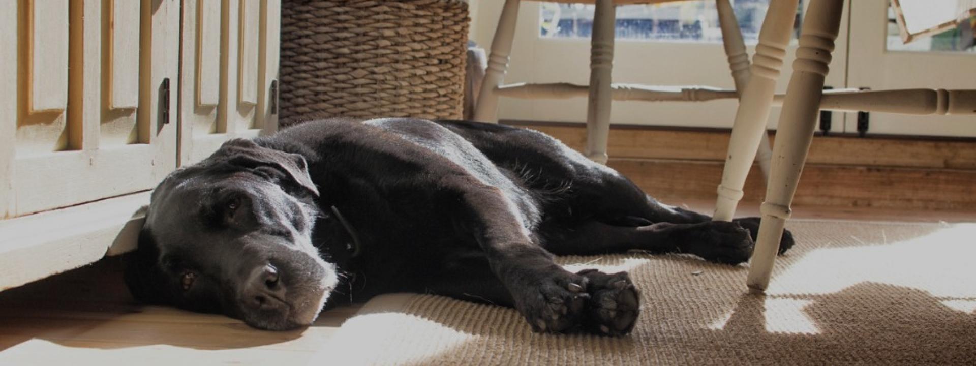 Dog Chocolate Toxicity Meter When to Worry PetMD